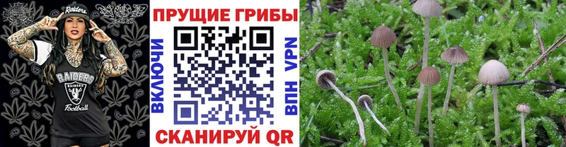 Псилоцибиновые грибы Psilocybe  Урай 